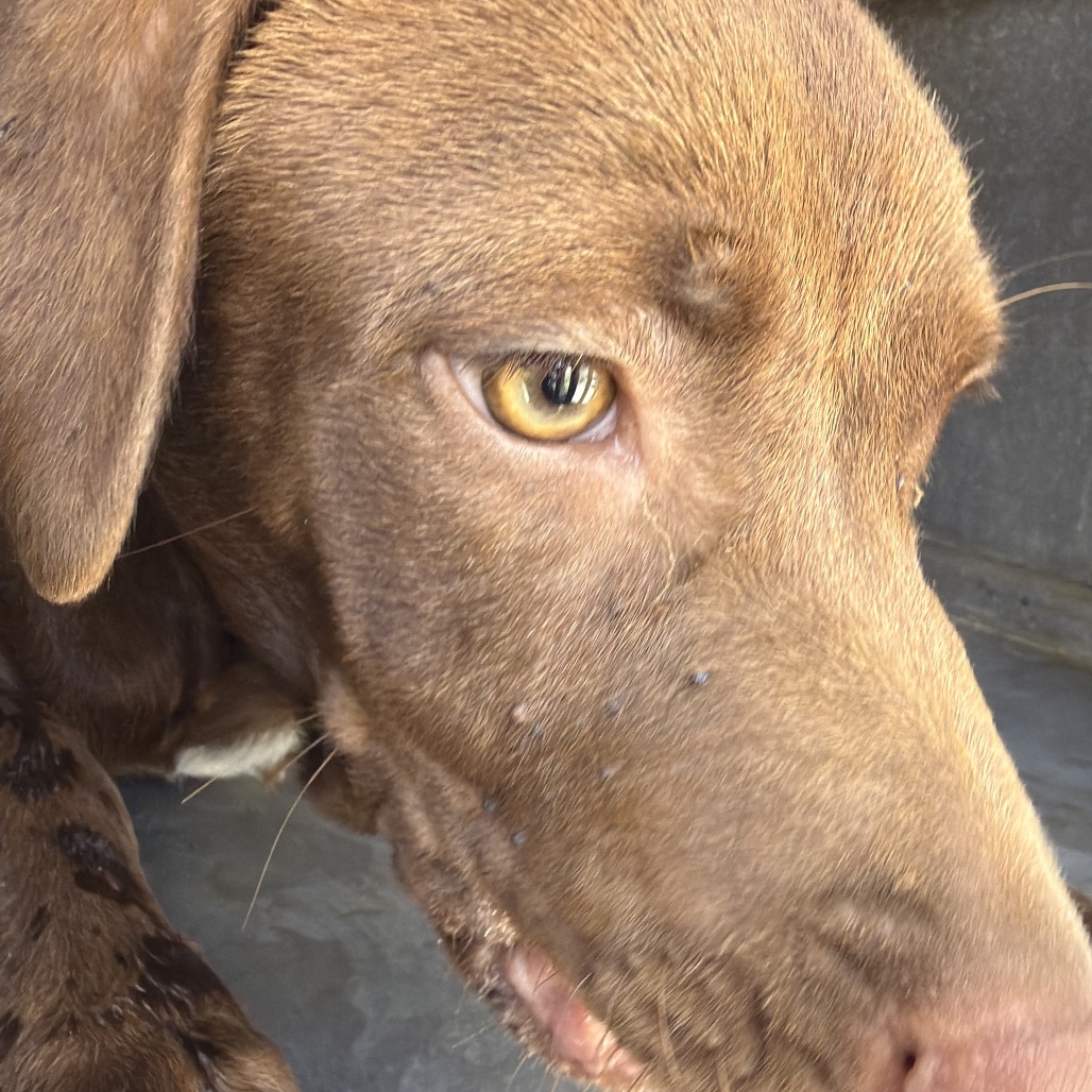 FORKIE - Terrier, American Staffordshire / Retriever, Chocolate Labrador available for adoption