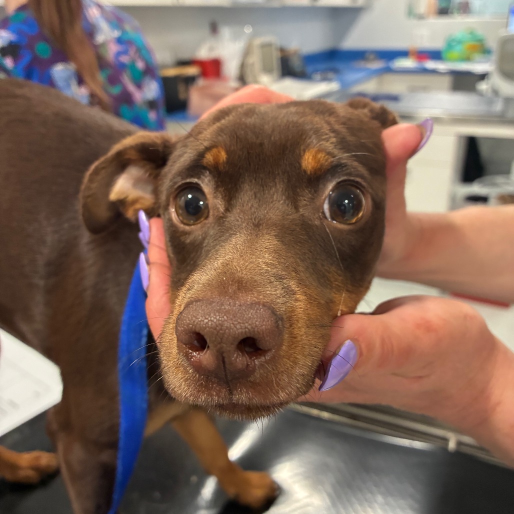 Miniature Pinscher