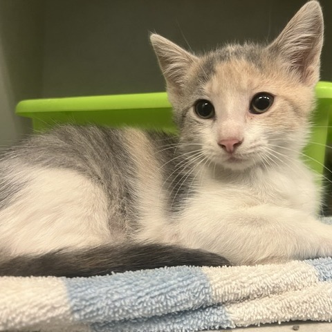 CANNELLINI - Domestic Shorthair available for adoption