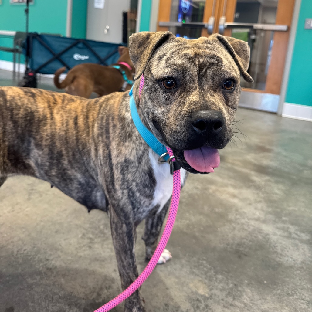 Photo of Baby Stripes 4