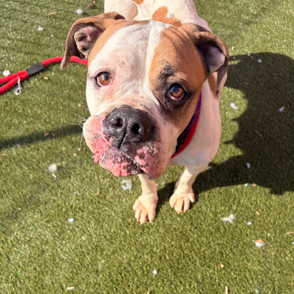 Devon — thumbnail 4