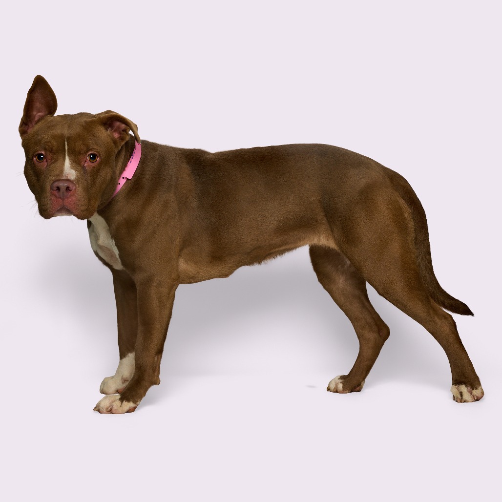 Sharnice — thumbnail 5