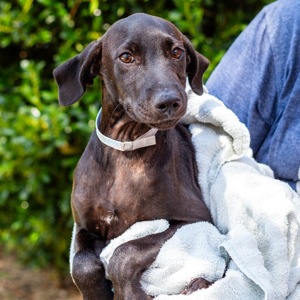 NICKY - Retriever, Labrador / Hound, Plott available for adoption
