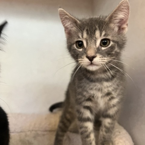 ASHER - Domestic Shorthair available for adoption