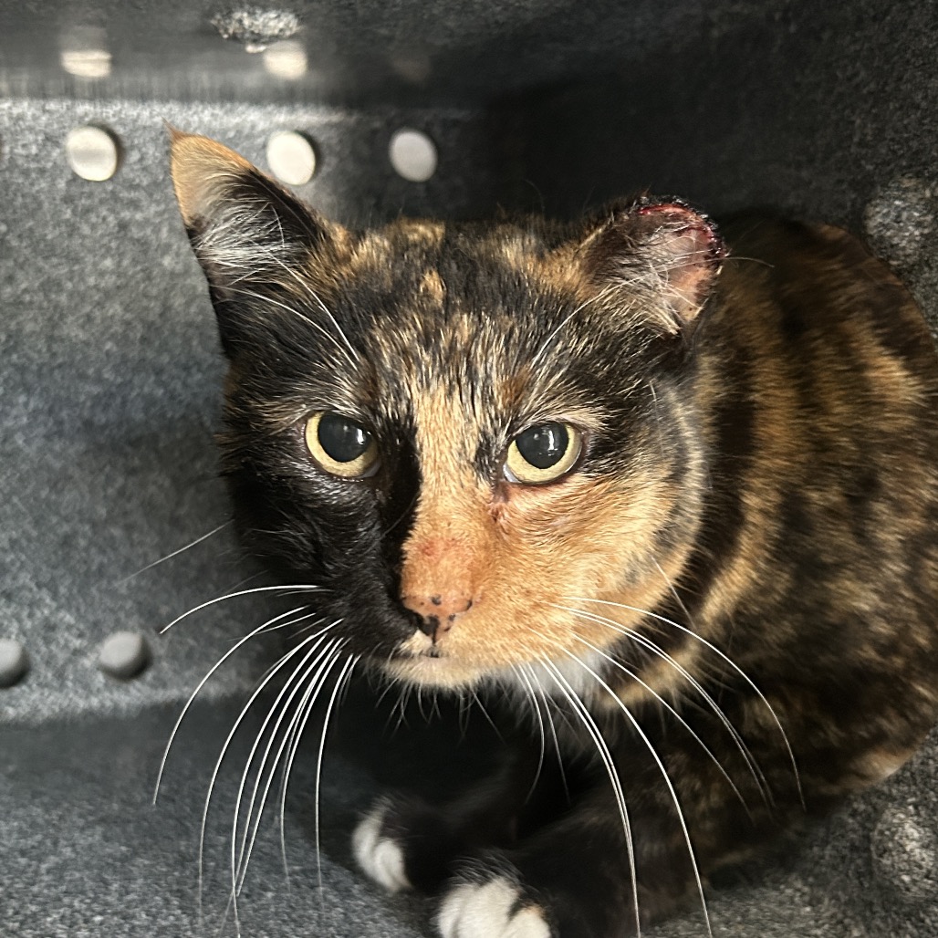 Imaginarium — thumbnail 3