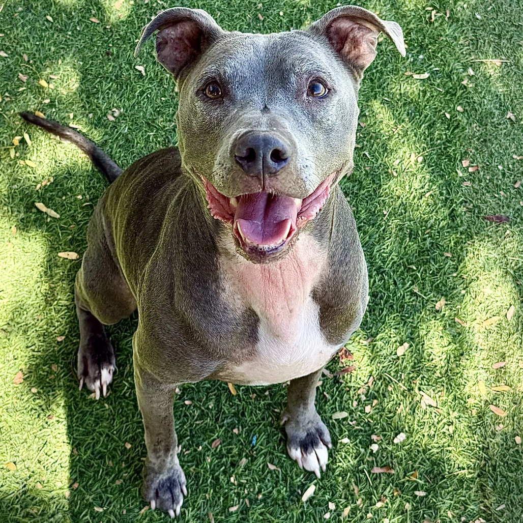 CHYNA - Terrier / Pit Bull available for adoption