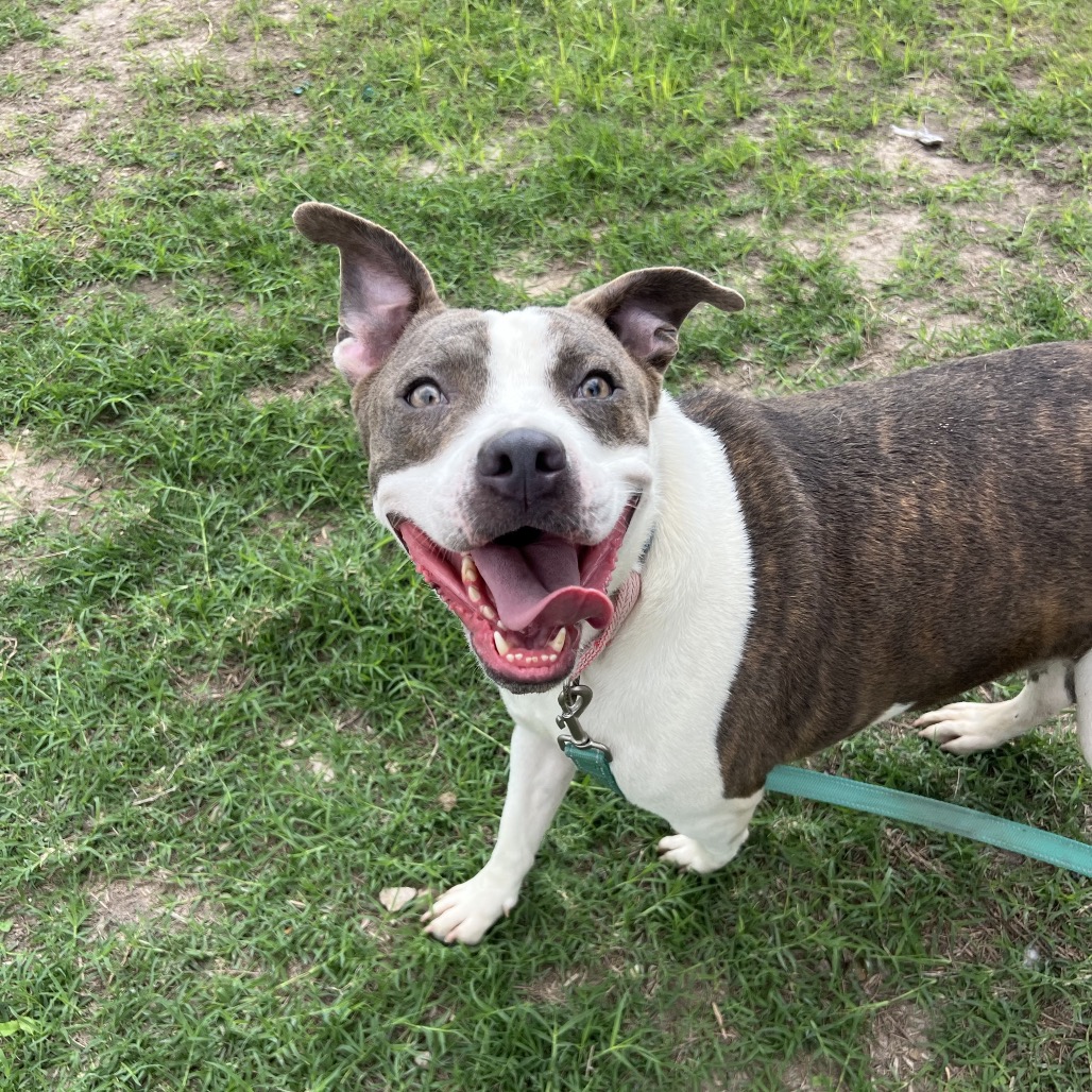 TRIXIE - Terrier / American Staffordshire available for adoption