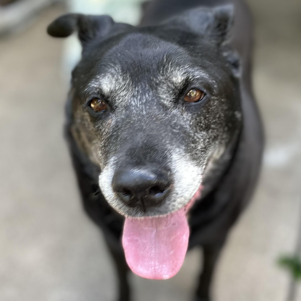 Pearl D11732, photo 18