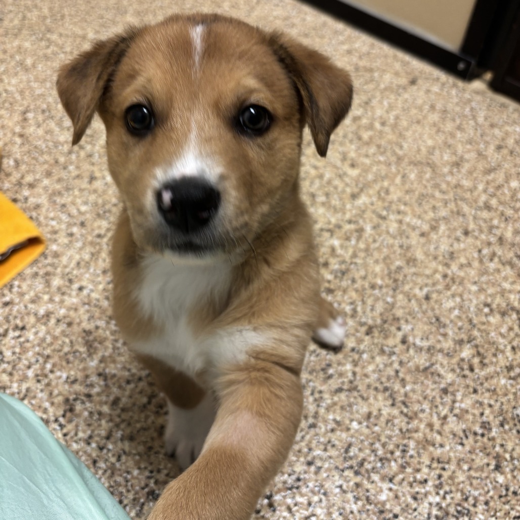 Charlie - Shepherd for adoption in Arizona