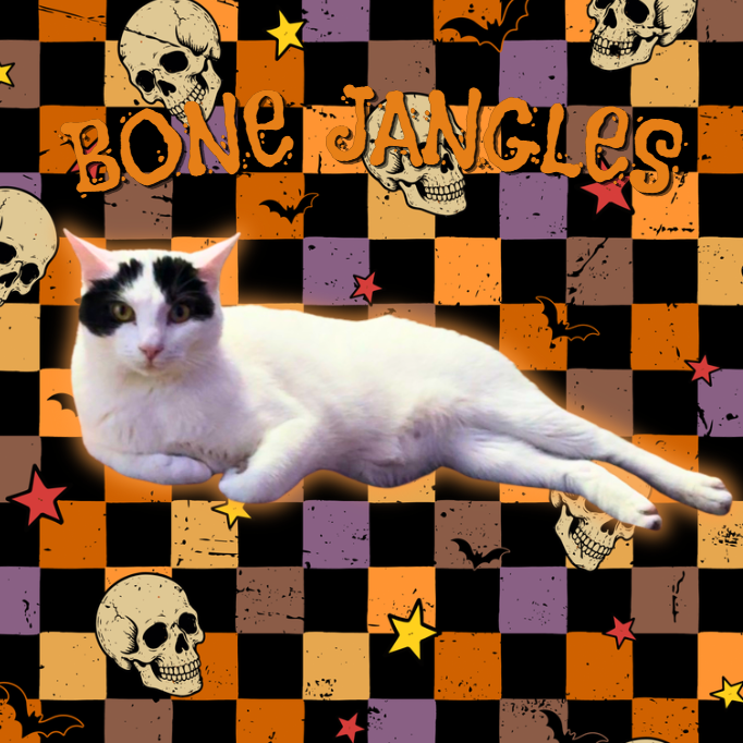 BONE JANGLES - Domestic Shorthair available for adoption