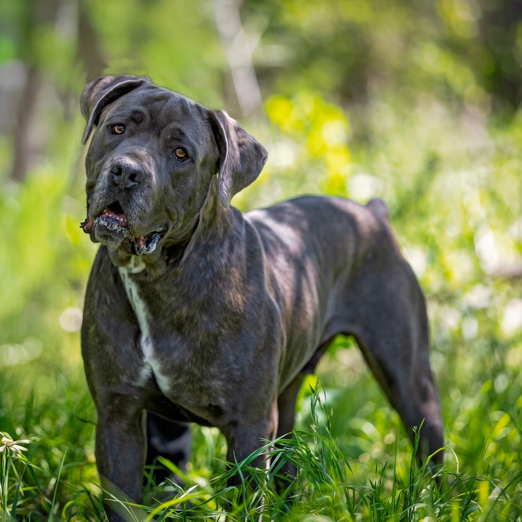 Adopt a Senior Dog | Weatherford Wags