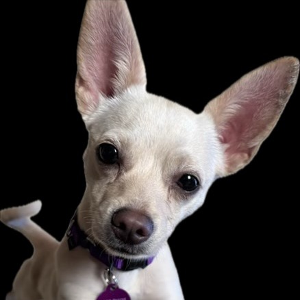 Animal named Peanut