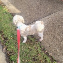 Photo of FOUND DOG 3