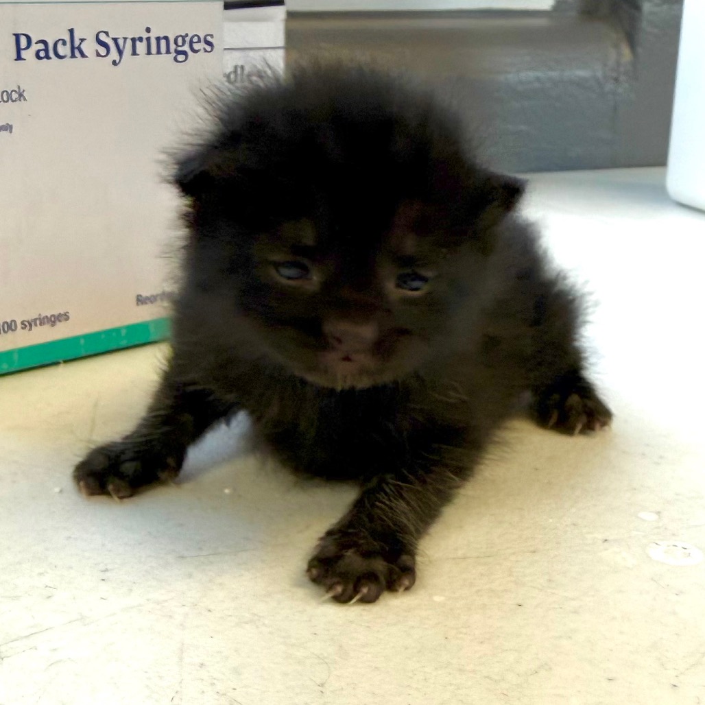  Photo of TUSC-Stray-83805