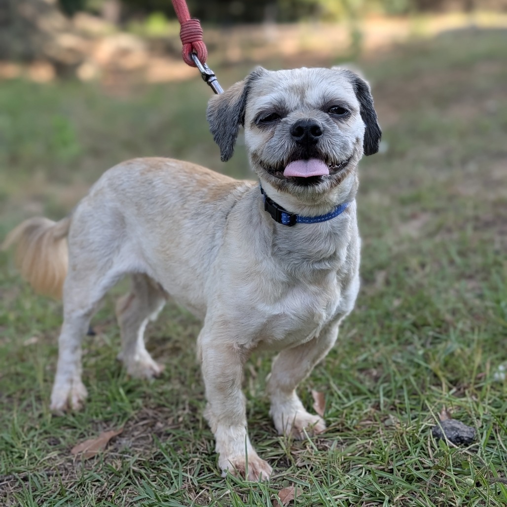Wookiee 08-1710, photo 7