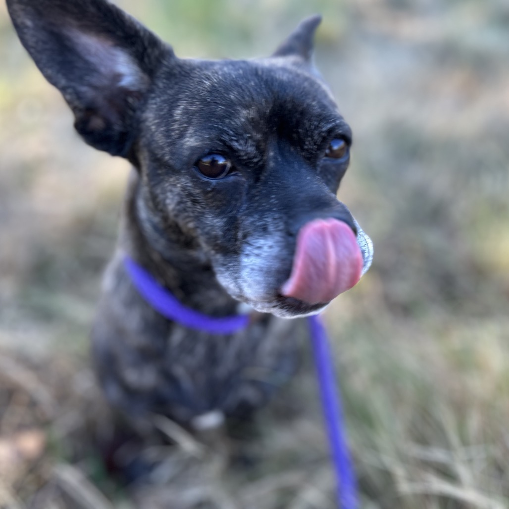 Lulu — thumbnail 3