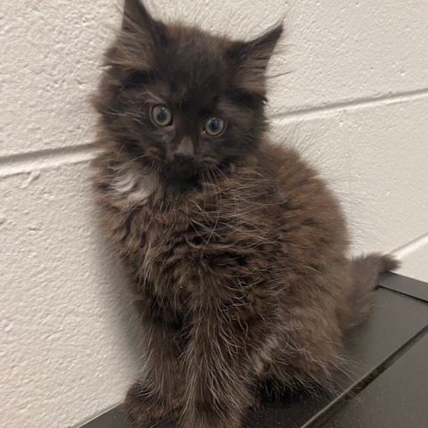 KNIGHT - Domestic Longhair available for adoption