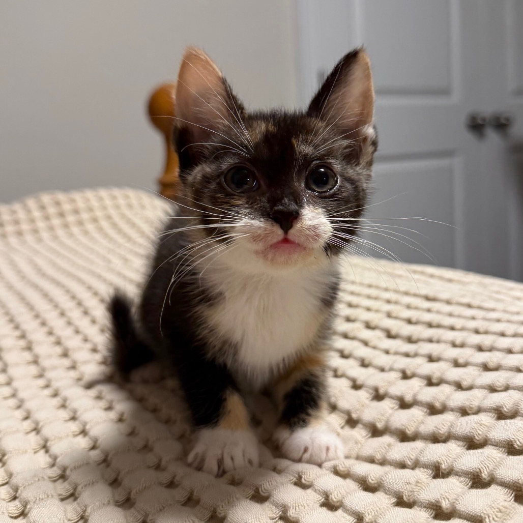 MERCEDES (ADOPTION PENDING) - Domestic Shorthair available for adoption