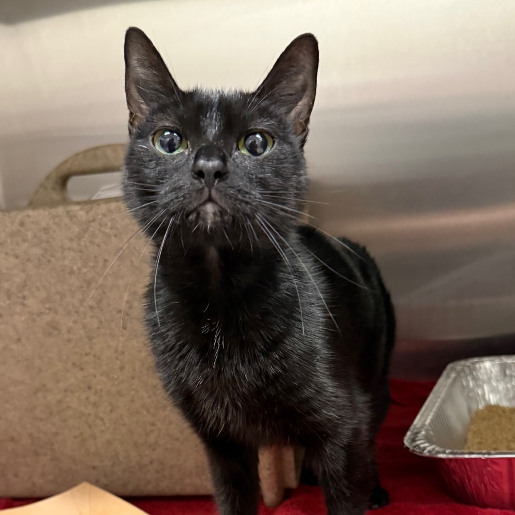 BEA - Domestic Shorthair available for adoption