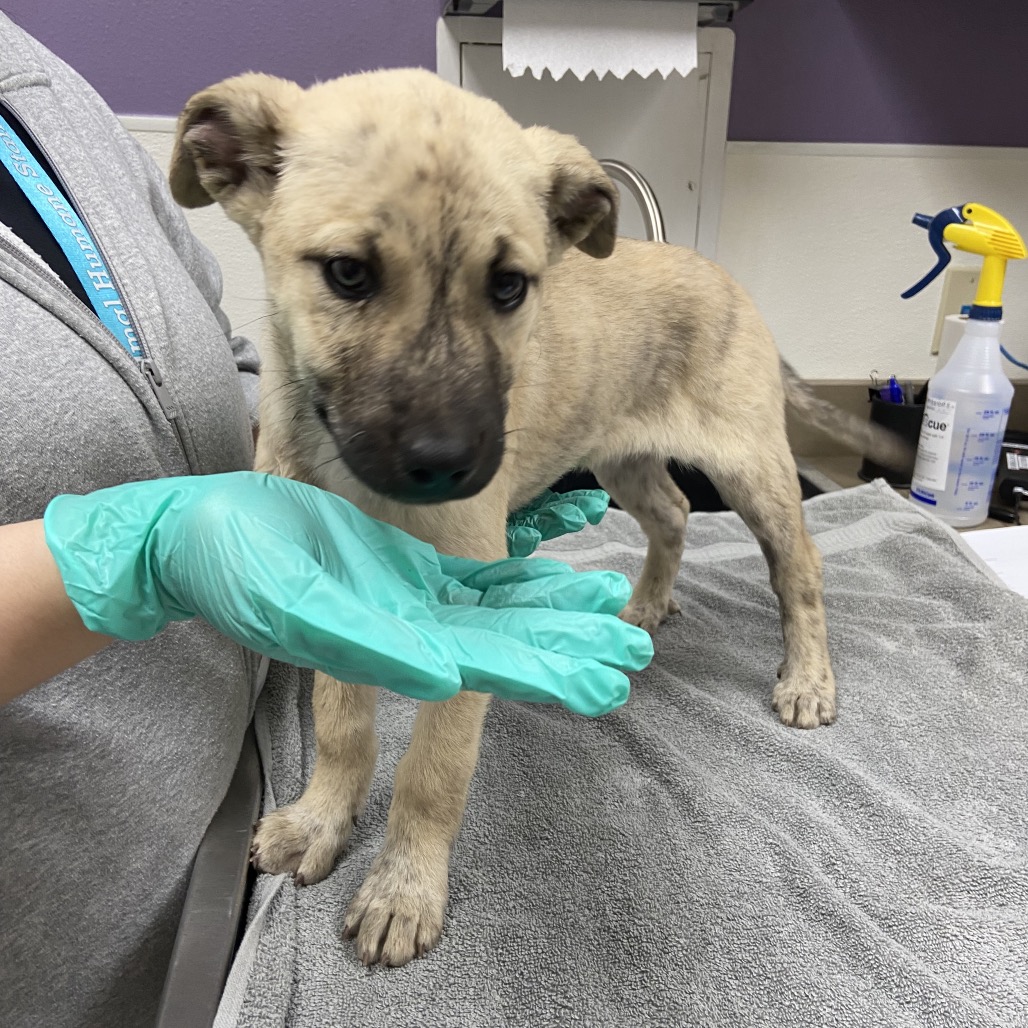 Cri-Kee — thumbnail 2