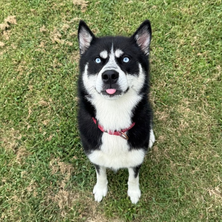 Sirius
