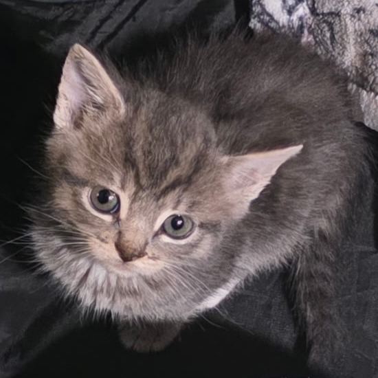 Piccolo, photo 6