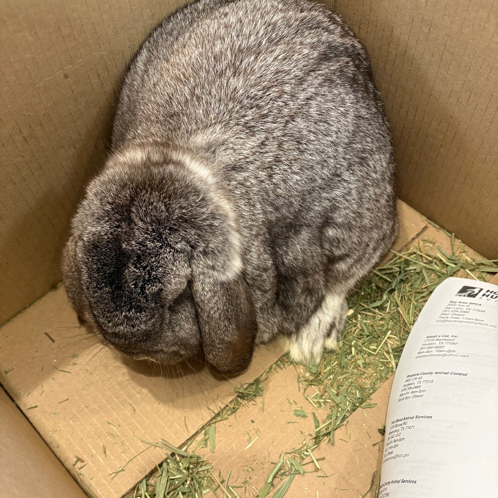 LINK - Lop / Mini available for adoption