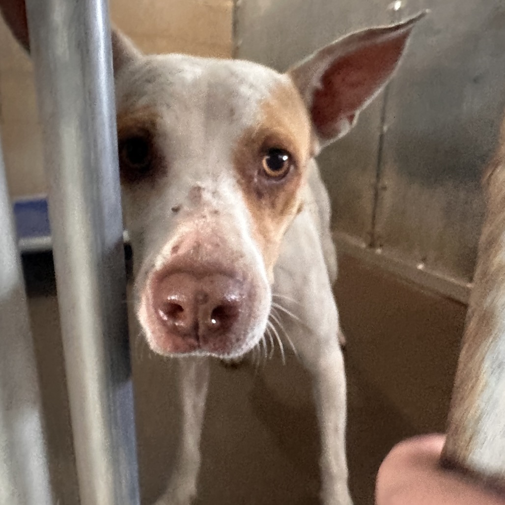 BREAKFAST BURRITO - American Blue Heeler / Terrier, American Staffordshire available for adoption