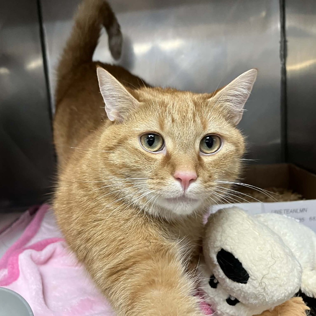 Jaxon — thumbnail 3