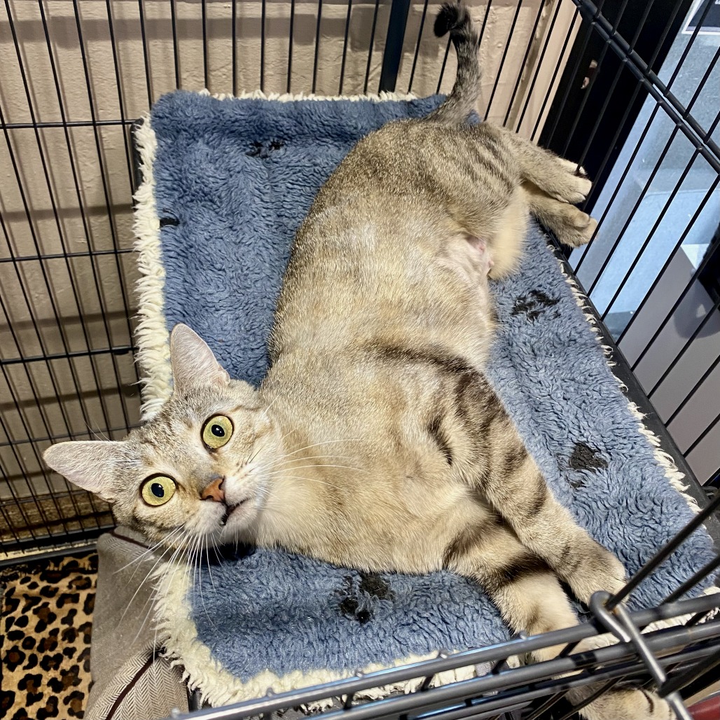 Tequila: Female 11 Domestic Shorthair