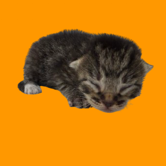 Tusc Stray 80180 2 3 4