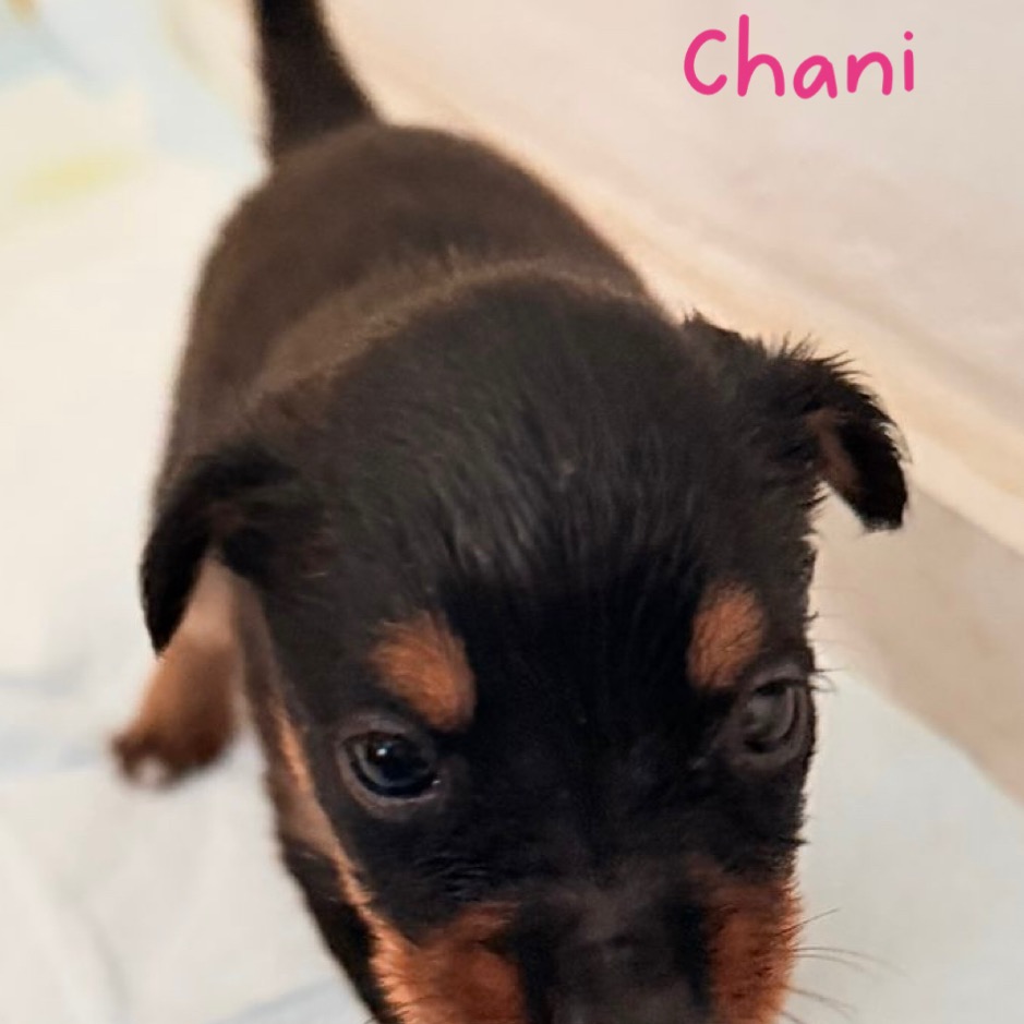 CHANI - Spaniel / Mix available for adoption