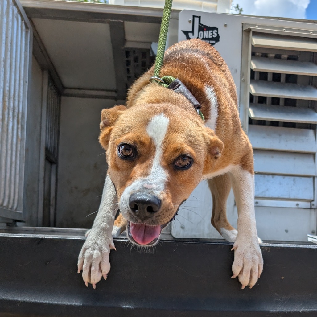 BIRDIE - Pointer / Mixed Breed (Medium) available for adoption