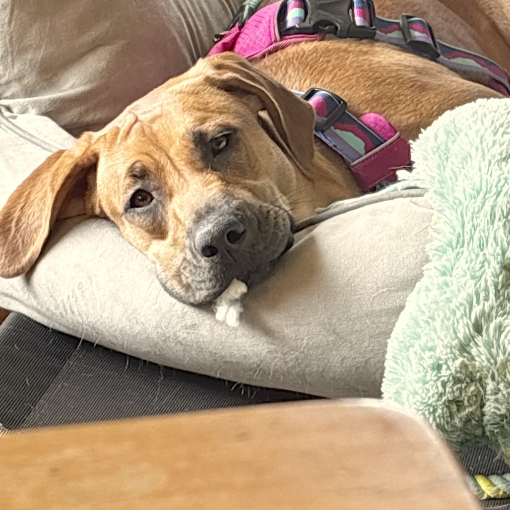 Sweet Pea, photo 6