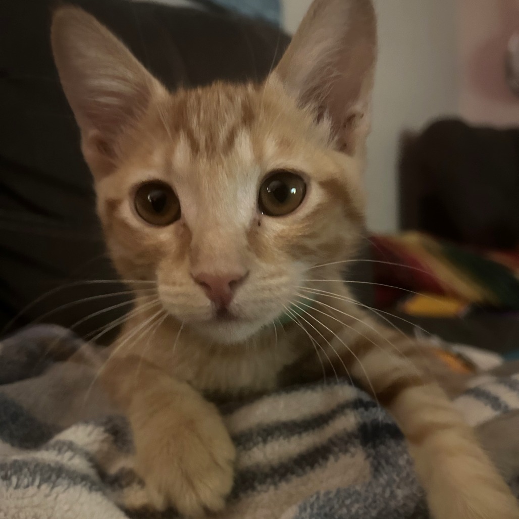Pacha: Female 3 Domestic Shorthair