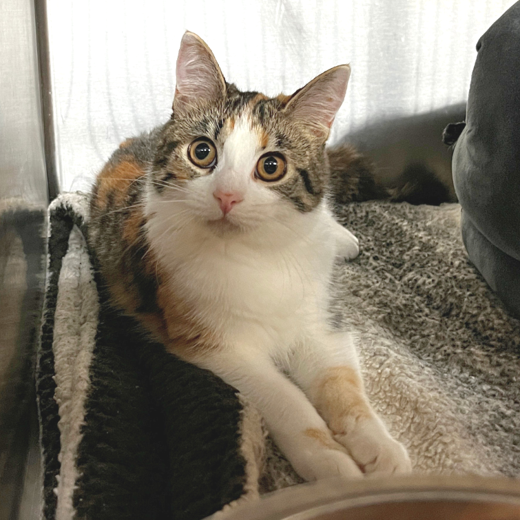 Kylie - Domestic Medium Hair