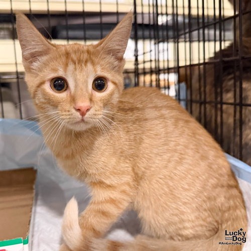 DIXIE - Domestic Shorthair available for adoption
