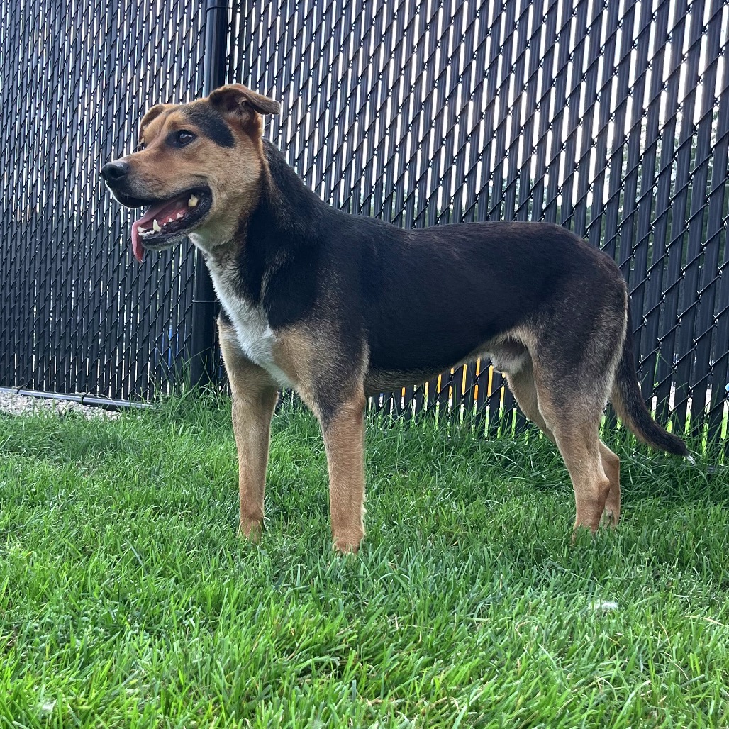 Bruno 