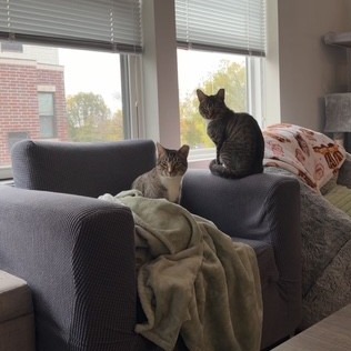Camouflage--In Foster, photo 27