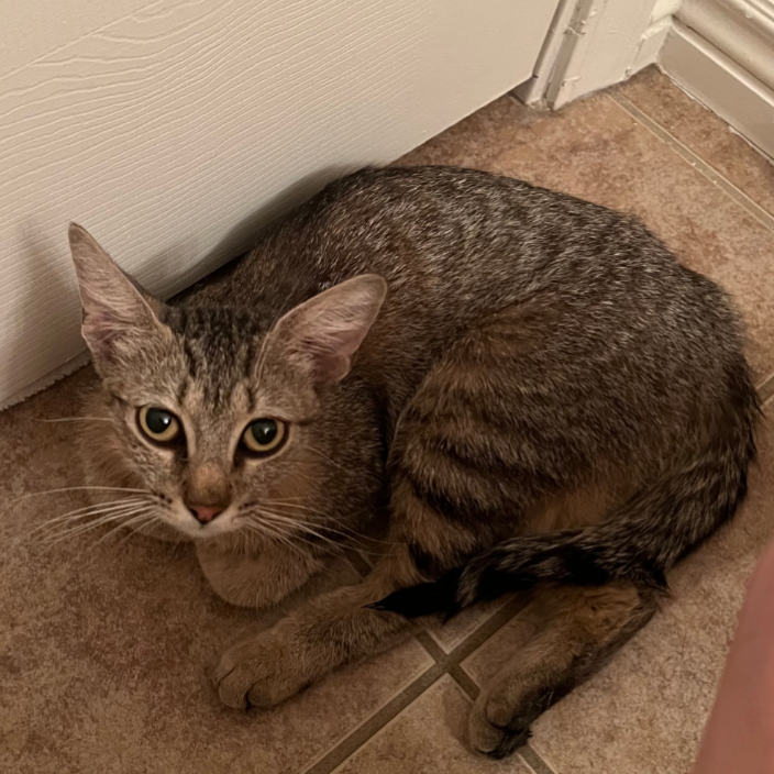 Mimi: Female 6 Domestic Shorthair