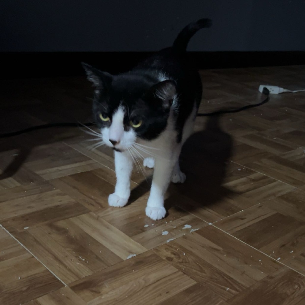 Milo photo 2