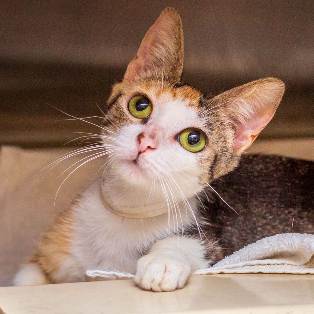KLEO - Domestic Shorthair / Mix for adoption in Hattiesburg