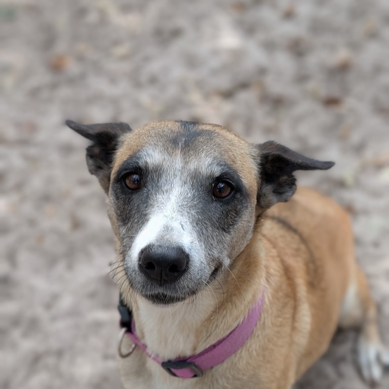 Humane Adoptable Dogs Dogs Available For Adoption - Humane Society and Adoption Center of ...