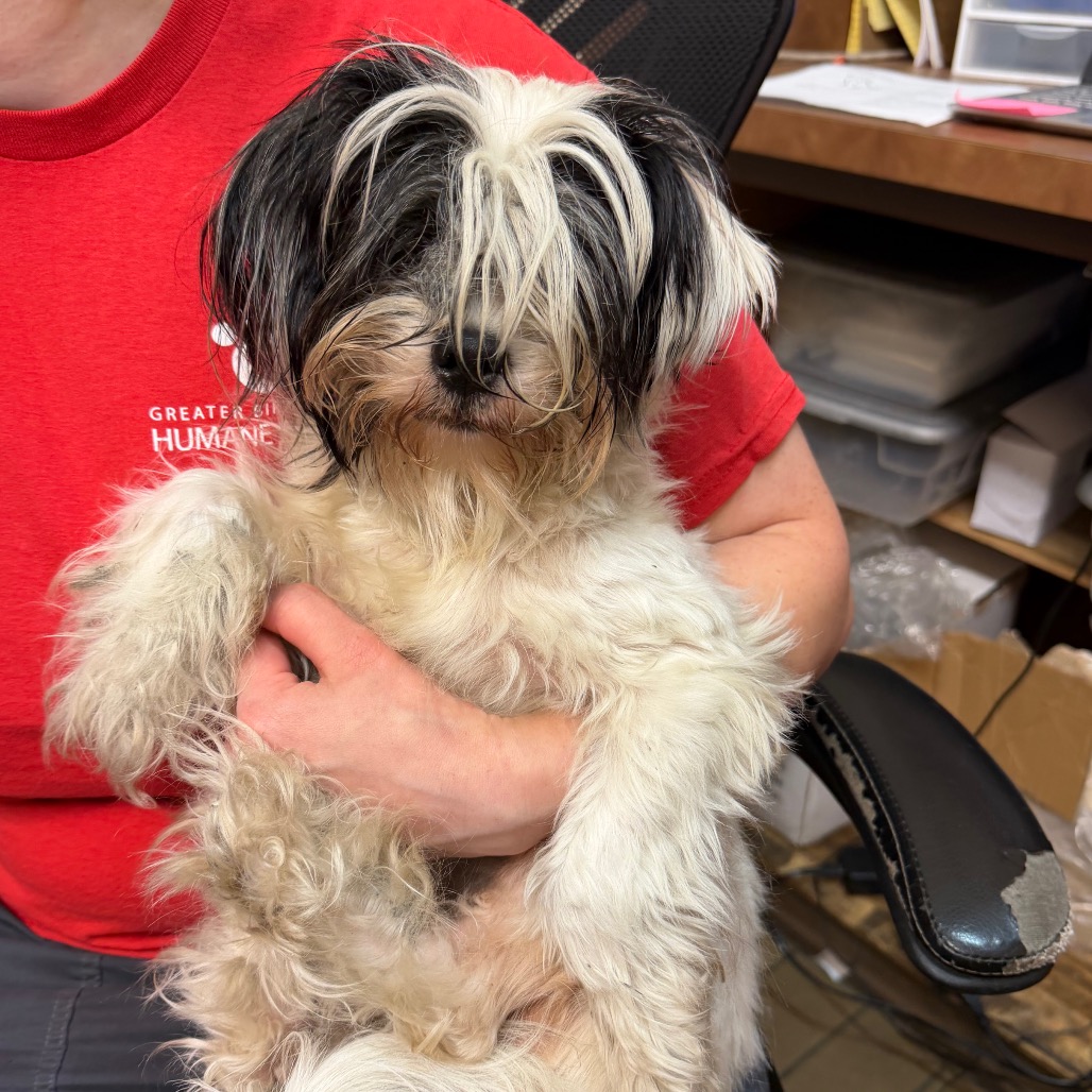 Shih Tzu