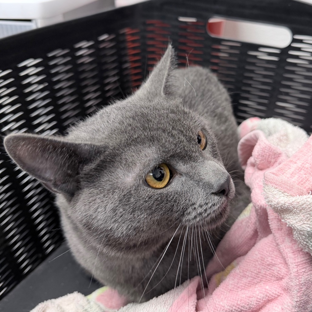 ASH - Domestic Shorthair available for adoption