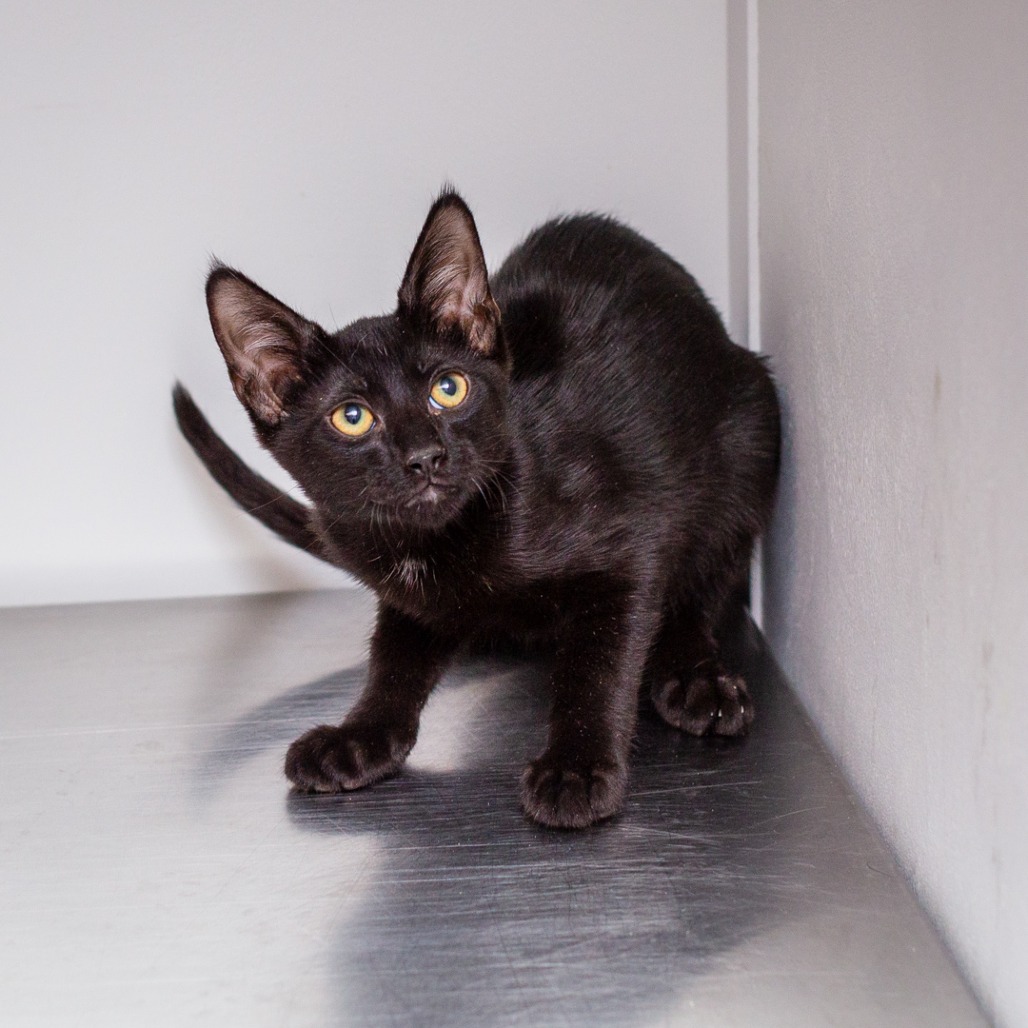 MOE - Domestic Shorthair / Mix for adoption in Hattiesburg