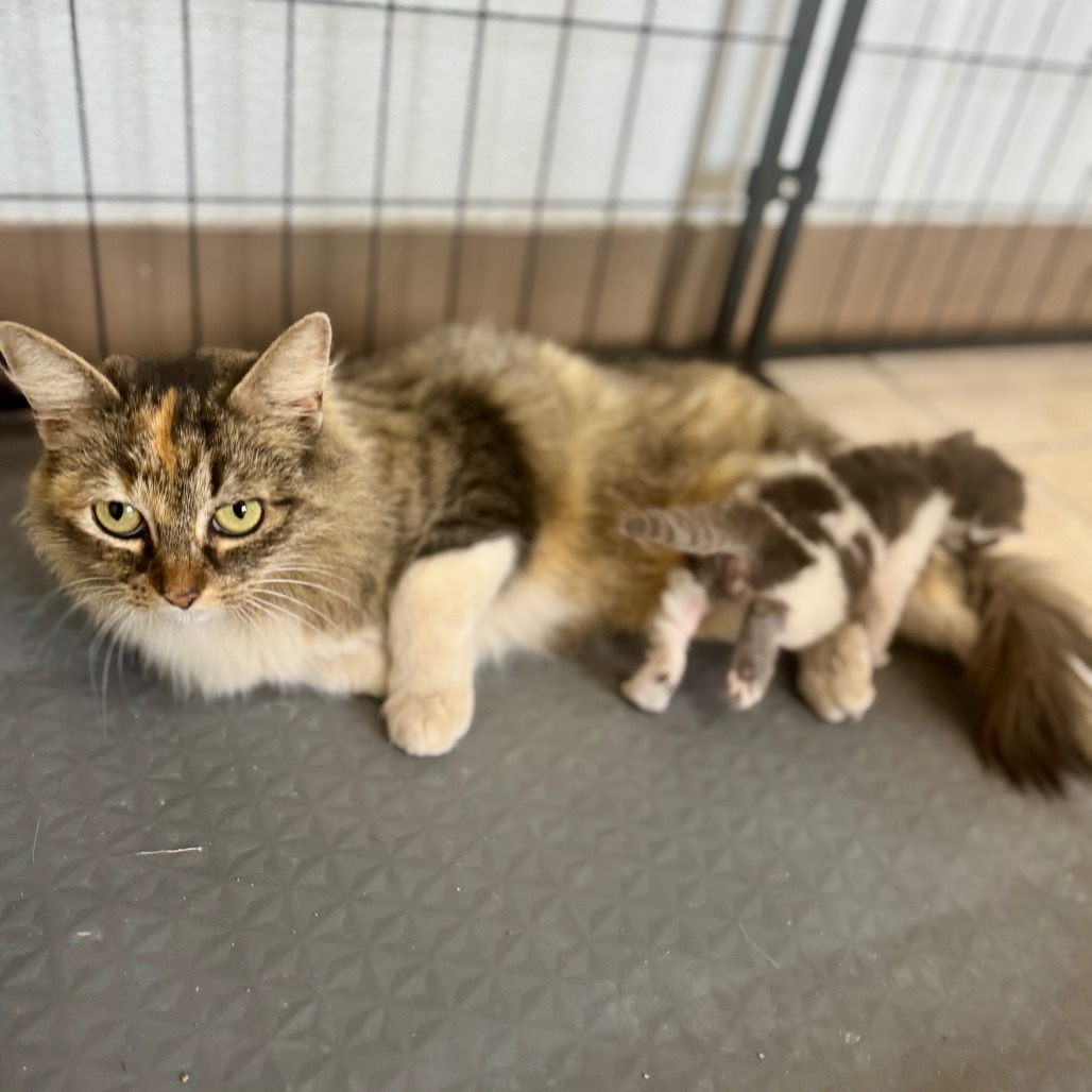 FABLE - Domestic Longhair available for adoption