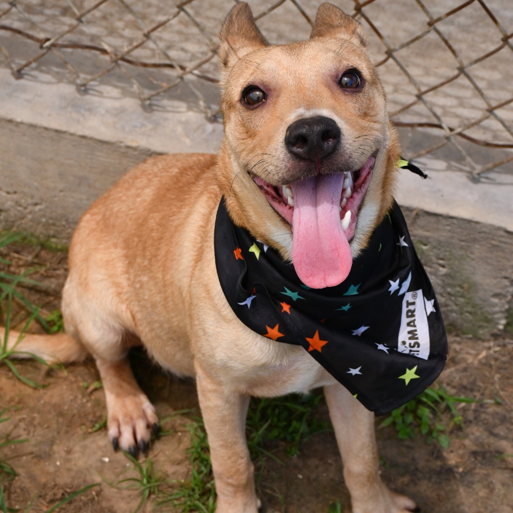 FLETCHER - Shepherd / Mix available for adoption