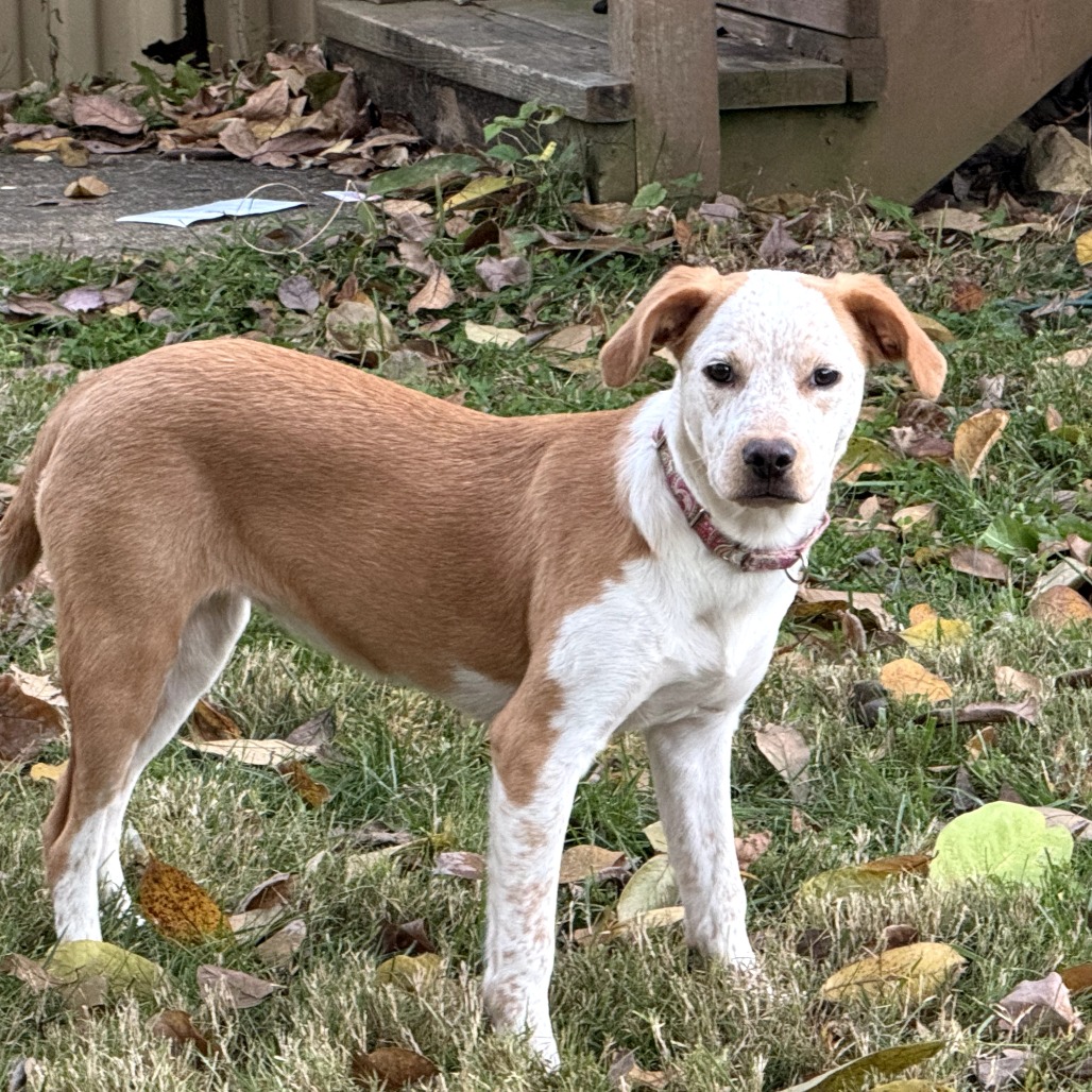 Daisy — thumbnail 3