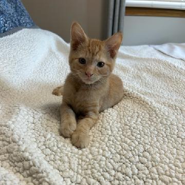 Roscoe, an adoptable cat